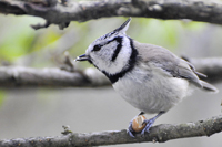 Lophophanes cristatus